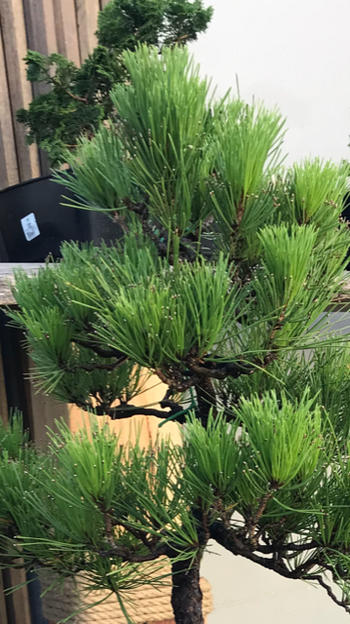 Bonsai Tree Ibaraki Hard Akadama, Small, 3-5mm Review
