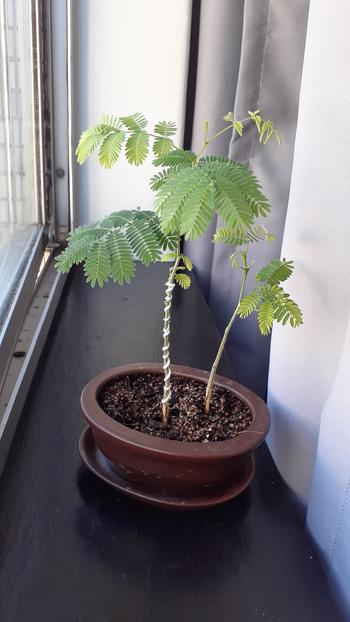 Bonsai Tree Acacia Bonsai Growing Kit Review