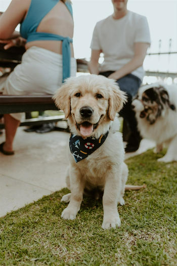 Island Style Clothing Custom Dog Bandanas Review