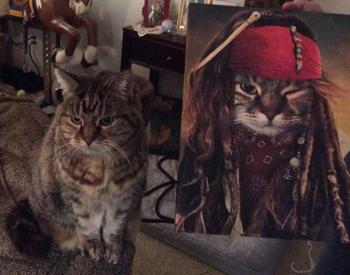 Canvasist Great Catsby Pet Canvas Review