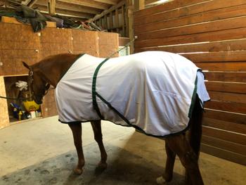 Performance Horse Blankets Oasis Summer Turnout Review