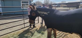 Performance Horse Blankets Rambo Flybuster Vamoose Fly Sheet with No-Fly Zone Review
