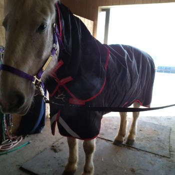 Performance Horse Blankets Rambo Optimo Stable Sheet Review