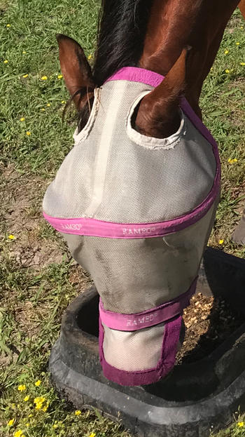 Performance Horse Blankets Cashel Breast Cancer Research Crusader Fly Mask with Ears Review