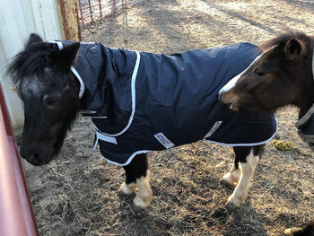 Performance Horse Blankets Amigo Hero 6 Petite Plus Medium Turnout Blanket Review
