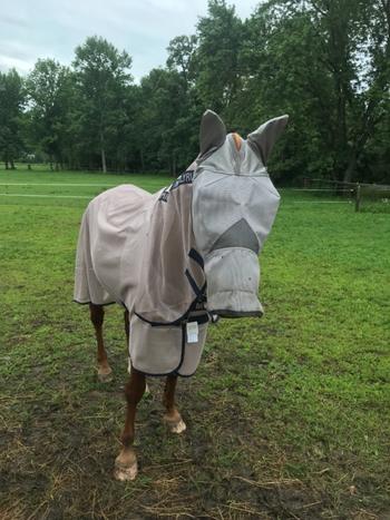 Performance Horse Blankets Horseware Mio Fly Sheet Review