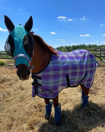 Performance Horse Blankets Kensington Upgraded Signature Protective Sheet SureFit Review