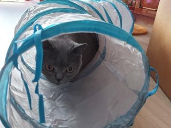 TrendyVibes.CO Portable and Foldable Fun Pet Play Tunnel Review