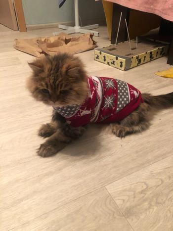 TrendyVibes.CO Fun and Festive Christmas Sweater For Cats Review