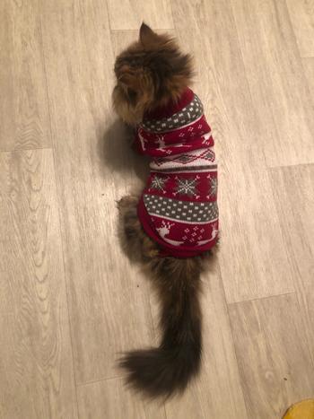 TrendyVibes.CO Fun and Festive Christmas Sweater For Cats Review