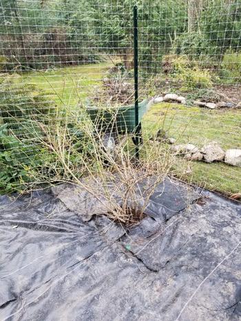 Sandbaggy 4 Ft Landscape Fabric | 40 Year Fabric | For Weed Barrier, Ground Cover, Garden | Industrial Grade Fabric | 135 Lbs of Tensile Strength | Approved by DOT | 4 ft Wide Review