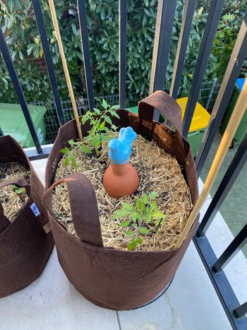 Up On The Rooftop Grow Tomatoes Pack Review