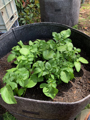 Aussie Gardener Aussie Gardener Potato Planter Bags - The easy way to grow potatoes at home Review