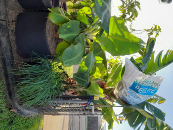 Aussie Gardener Aussie Gardener Black GeoFelt Veggie Growing Planter with Handles 550mmx400mm Review