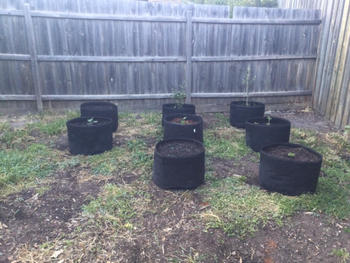 Aussie Gardener Green Friday 2020 - Pack of 3 Black Felt Veggie Growing Planter with Handles 550mmx400mm Review