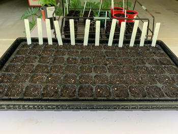 Aussie Gardener Aussie Gardener 72 Cell Seedling Propagator Review