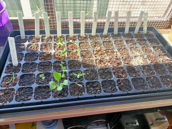 Aussie Gardener Aussie Gardener 72 Cell Seedling Propagator Review