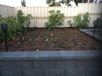 Aussie Gardener Power Planter™ for Seedlings - 207 Review