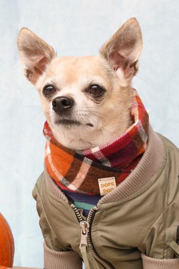 Dope Dog Co Spice Latte - Dog Scarf Review