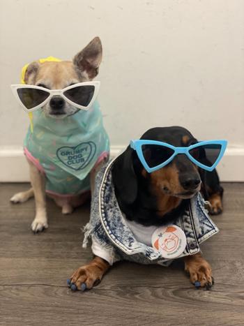 Dope Dog Co Dog Sunnies Review