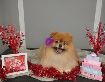 Ewegurt BEEF HEART Treats Help Calm Stressed Pups Naturally Review