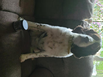Alpha Dog Nutrition Balance Probiotic For Dogs Review