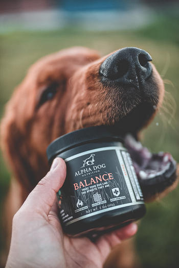 Alpha Dog Nutrition Balance Probiotic For Dogs Review