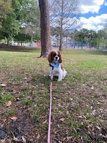 Alpha Dog Nutrition OptiPup Supplement for Puppies Review
