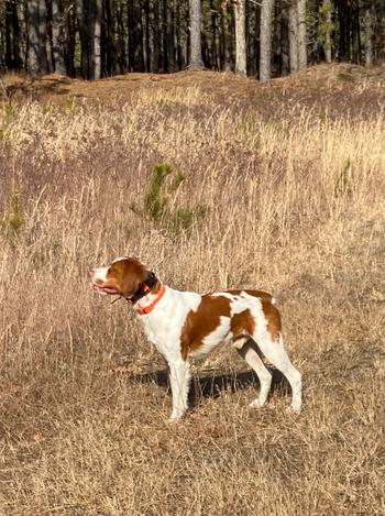 Alpha Dog Nutrition Vitality Omega 3 for Dogs Review