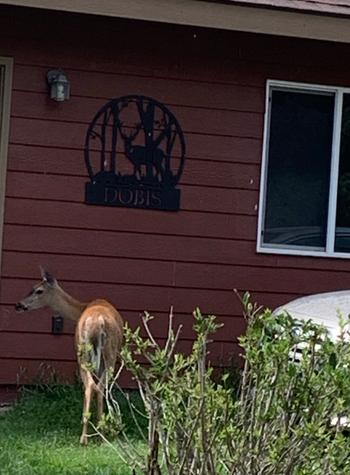 Lakeshore Metal Decor Deer Circle Monogram Review