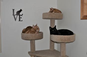 Lakeshore Metal Decor Cat Love Review