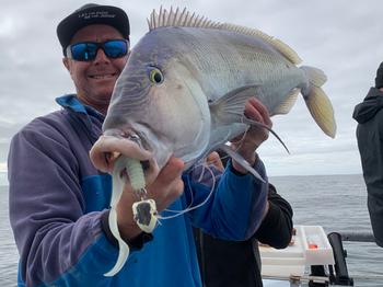 BerleyPro Catch Black Label Livies Curly Tails Review