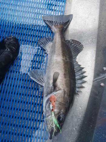BerleyPro Catch Boss Squid Inchiku Jig Review