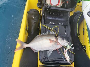 BerleyPro Catch Boss Squid Inchiku Jig Review