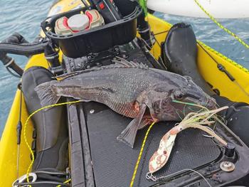 BerleyPro Catch Boss Squid Inchiku Jig Review