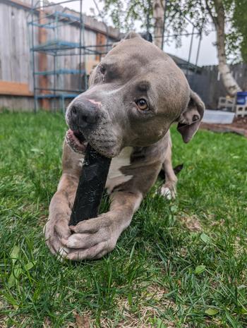 Monster K9 Dog Toys CHEW STICK Review