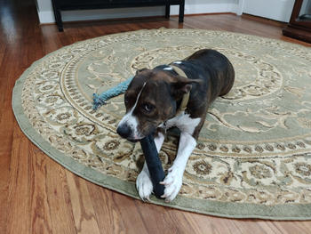 Monster K9 Dog Toys Chew Stick Review