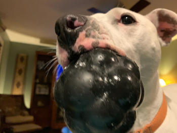 Monster K9 Dog Toys RUMBLE BALL Review