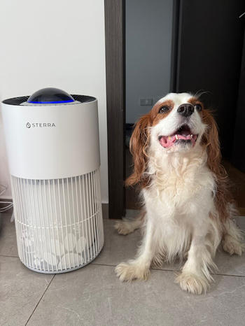 Sterra Sterra Paws™ True HEPA-14 Pet Air Purifier Review