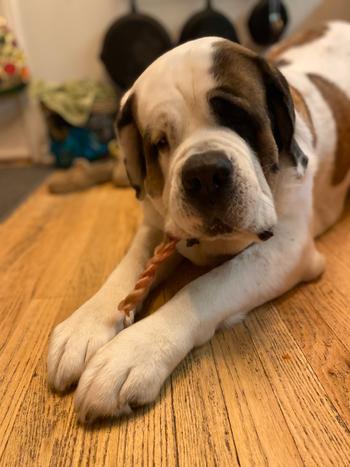 Redbarn Pet Products Braided Bully Stick Review