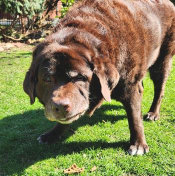 Redbarn Pet Products Chew-A-Bulls® Horned Toad Review