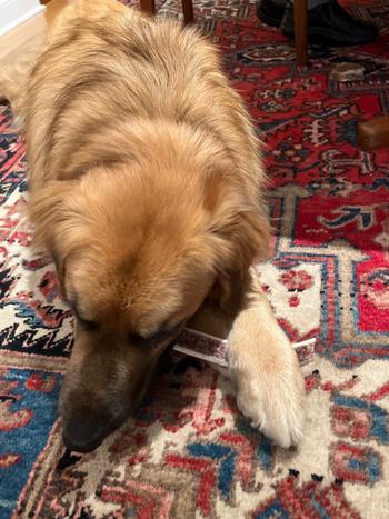 Redbarn Pet Products Elk Antler Review