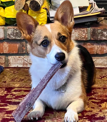 Redbarn Pet Products Beef Jerky Review