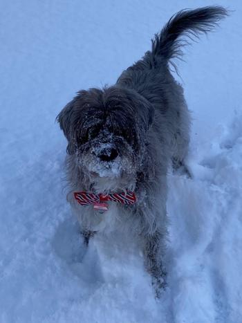 Pet Parents® Multifunctional SoftSupps® Review