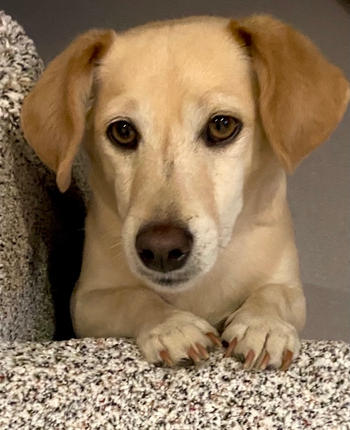 Pet Parents® Probiotic SoftSupps® Review