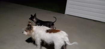 Pet Parents® Skin & Coat SoftSupps® Review