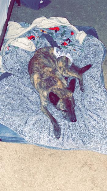 Pet Parents® Pawtect® Blanket Review