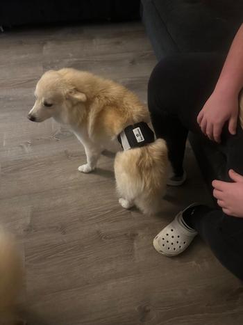 Pet Parents® Belly Bands (3-Pack) + Extendrs® Review