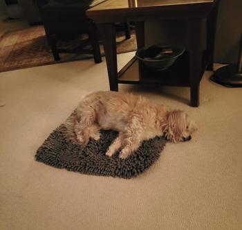 Pet Parents® Forager® Mat Review