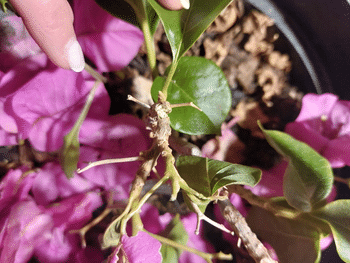 PlantMe Chile Emilia (Bugambilia) Review
